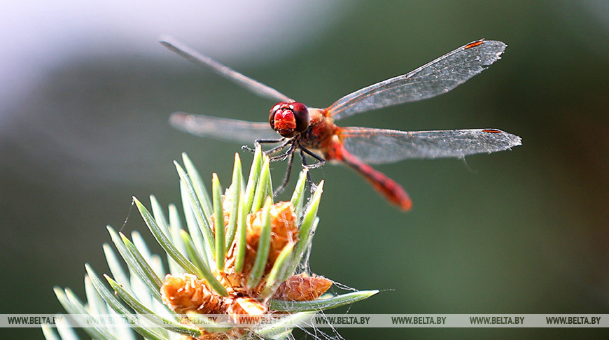 Scarlet dragonfly