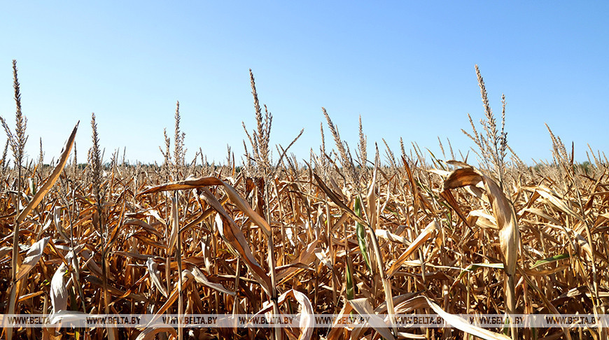 Maize harvesting