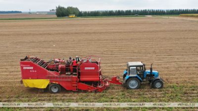 Potato harvest gets into full swing in Belarus