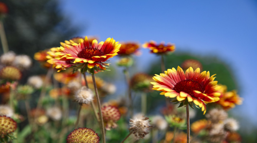 Autumn flowers  