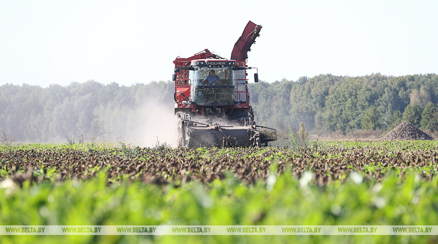 Sugar beet harvest is underway