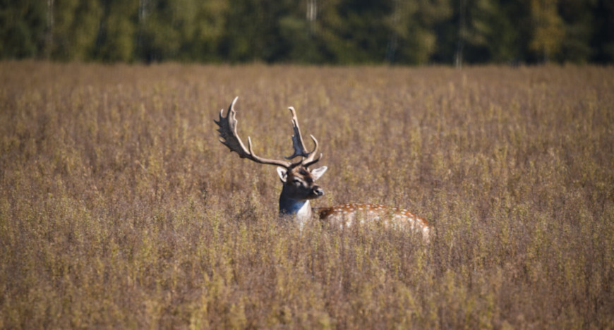 Fauna of Belarus: Deer