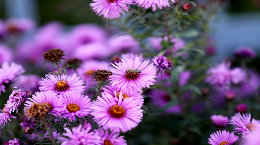 Bushy aster