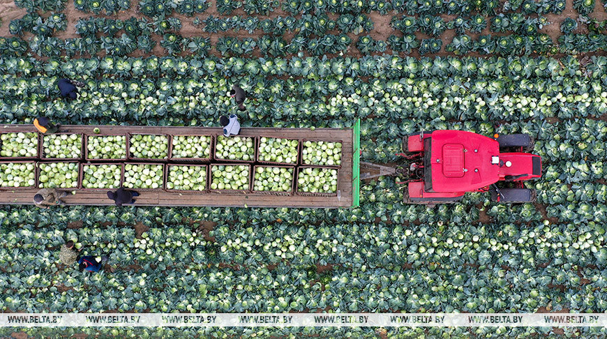 Cabbage harvesting in Grodno District