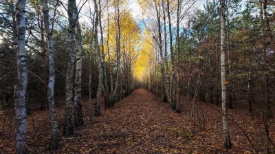 Birch forest  