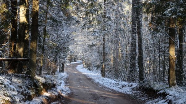 Forest road on a sunny day