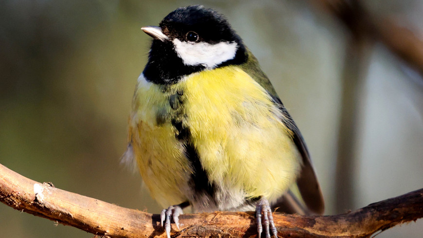 Tit in Gorky Park  