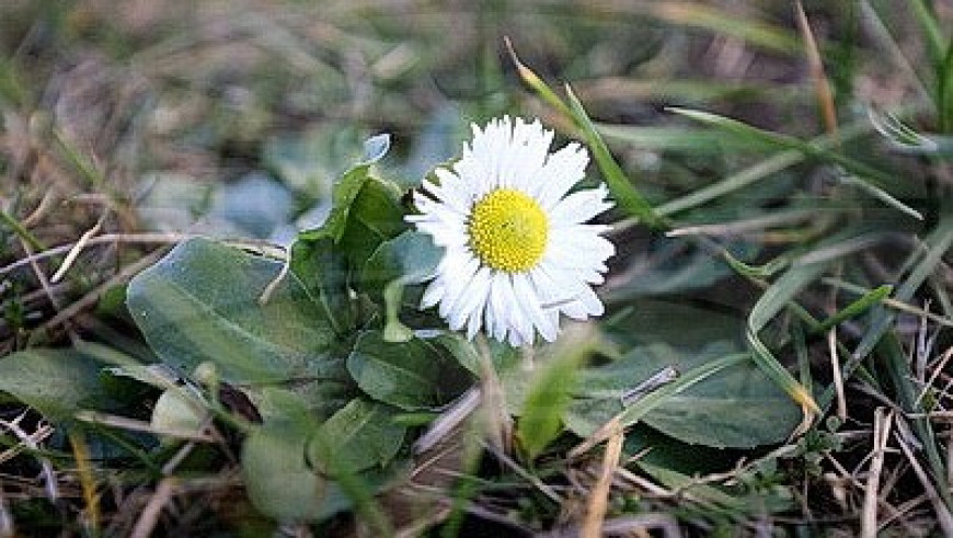 Flowers bloom in Grodno in January