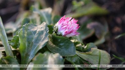 Flowers bloom in Grodno in January