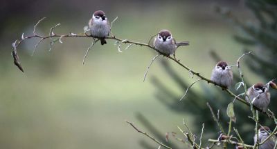 Sparrows 