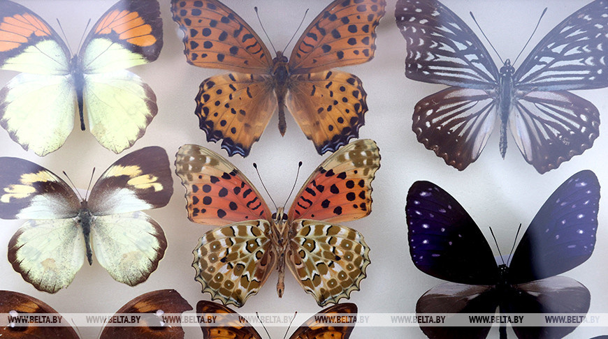 Vitebsk scientist shows his impressive collection of butterflies 
  
 