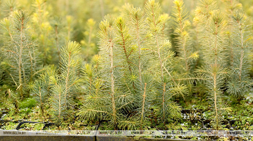 Forest nursery in Brest Oblast 