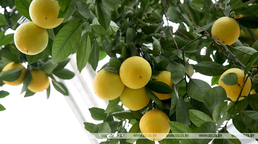 Citrus nursery in the heart of Minsk 