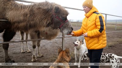 Rescue mini-zoo in Molodechno District 