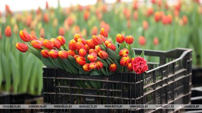 Belarus’ flower growers gear up for Women’s Day