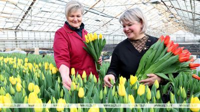 Belarus' flower industry readies for Women’s Day