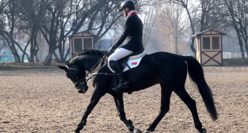 Show of pedigree horses in Gomel