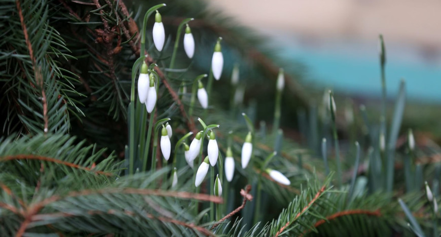 Snowdrops in Grodno