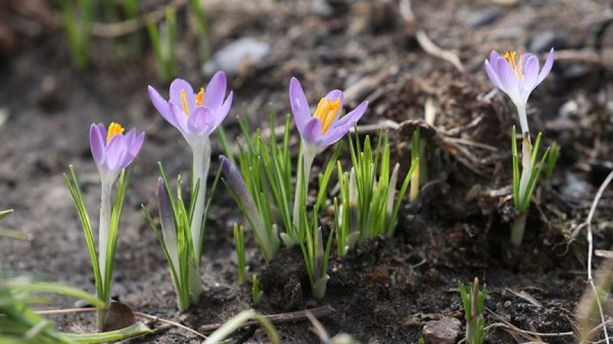 Crocuses burst into bloom in Grodno