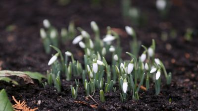 Snowdrops in Grodno