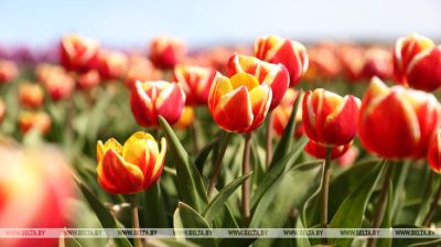 Tulip fields in Brest Oblast