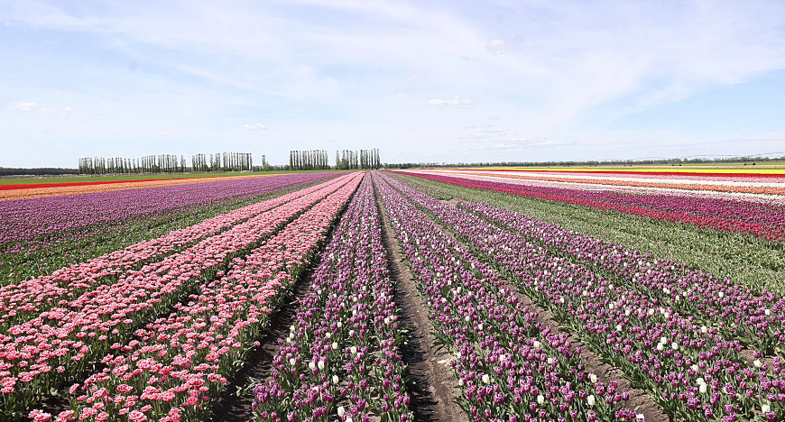 Tulip fields in Ivanovo District