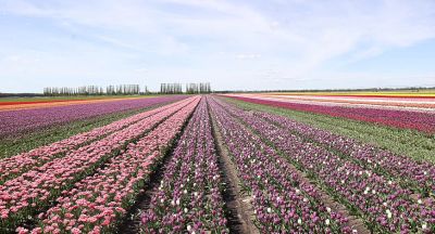 Tulip fields in Ivanovo District