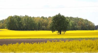 Rapeseed fields in Belarus