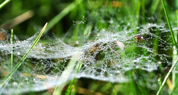 Morning dew on a spider web 