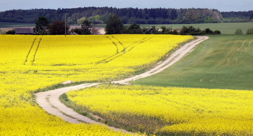 Rapeseed fields 