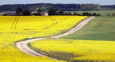Rapeseed fields 