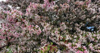 Cherry blossoms 