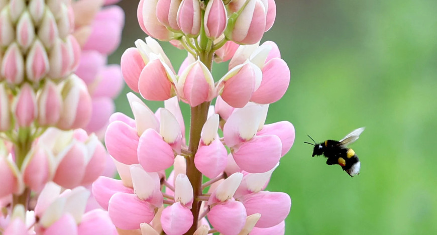 Lupine 