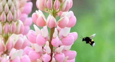 Lupine 