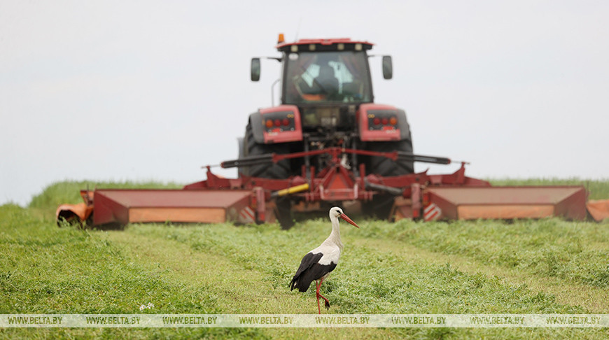 Grass cutting in Brest Oblast