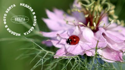 Ladybug on flower