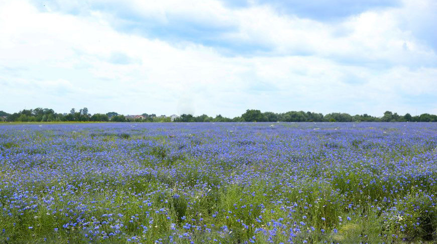 Blooming cornflowers
   
 