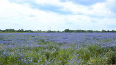 Blooming cornflowers
   
 
