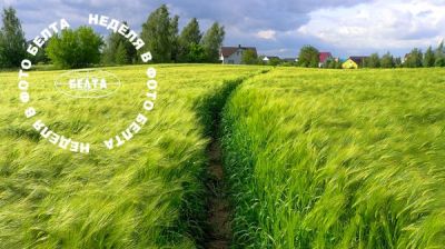 Grain field in early summer