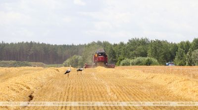 Harvest time in Brest Oblast 
 
   
  
 