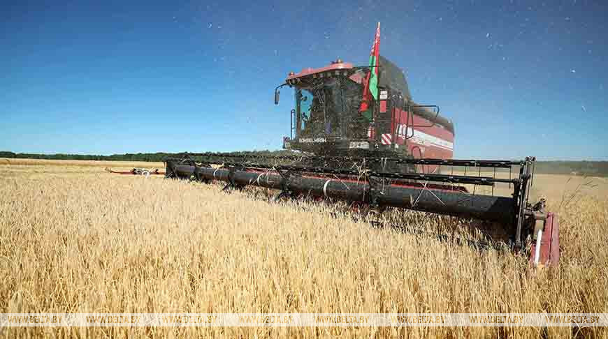 Barley harvest time in Belarus 