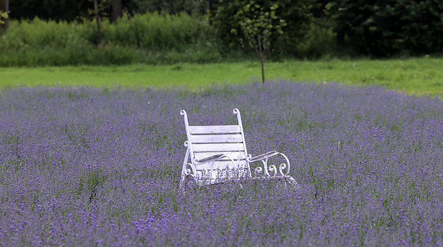 Lavender field in Vetka District
Lavender field in Vetka District