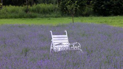  Lavender field in Vetka District
  
   
  