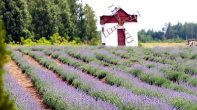 Lavender fields in Belarus 