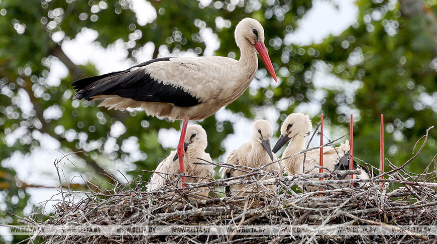 Storks in Vitebsk Oblast