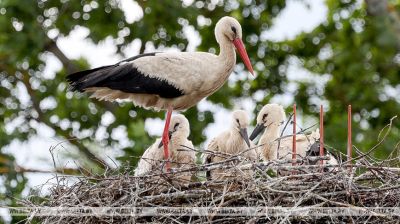Storks in Vitebsk Oblast