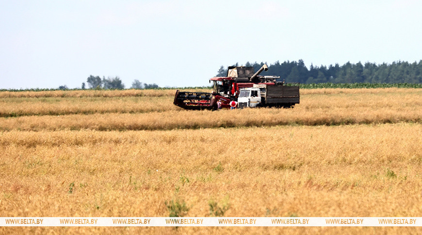 Harvest of grain, rapeseed in Bragin District