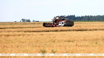 Harvest of grain, rapeseed in Bragin District