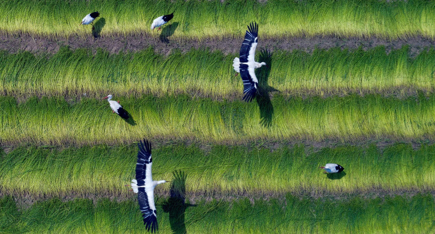 Storks