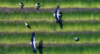 Storks